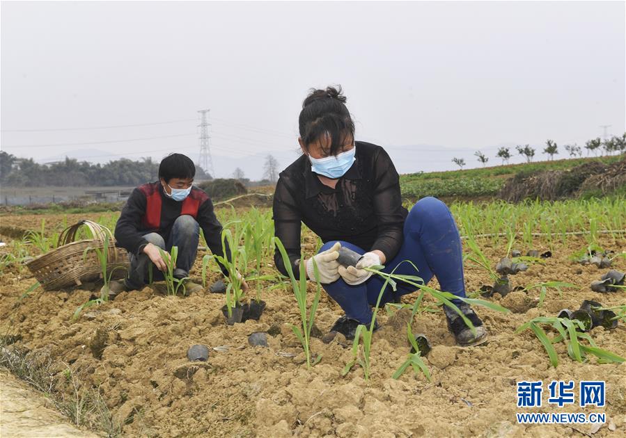 （在習近平新時代中國特色社會主義思想指引下——新時代新作為新篇章·習近平總書記關切事·圖文互動）（5）為農田注入硬核生產力——一些地方春耕中農業科技創新掃描