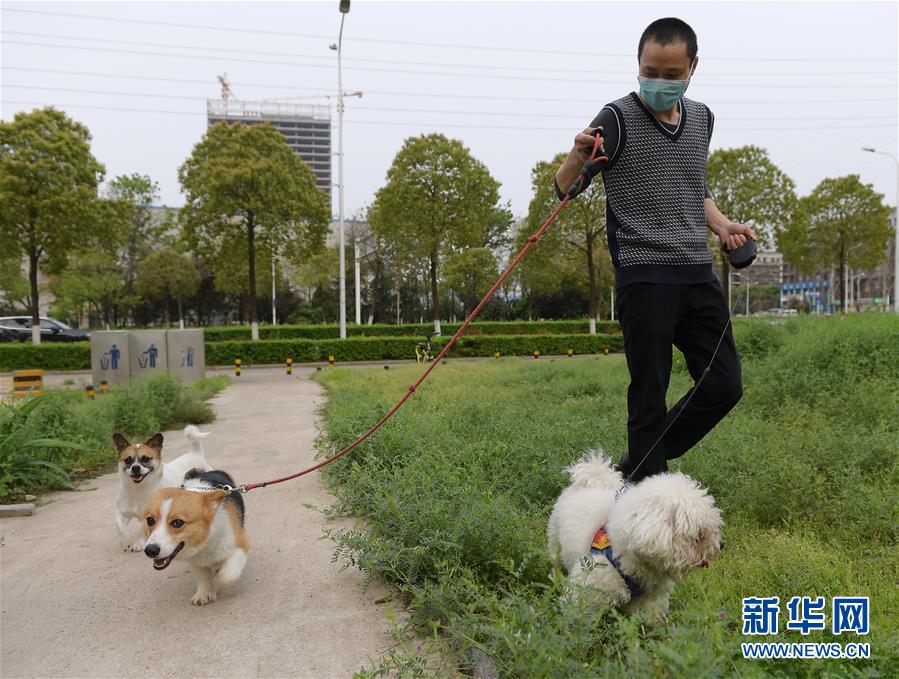 （聚焦疫情防控）（3）武漢：動物醫院里的臨時“奶爸”