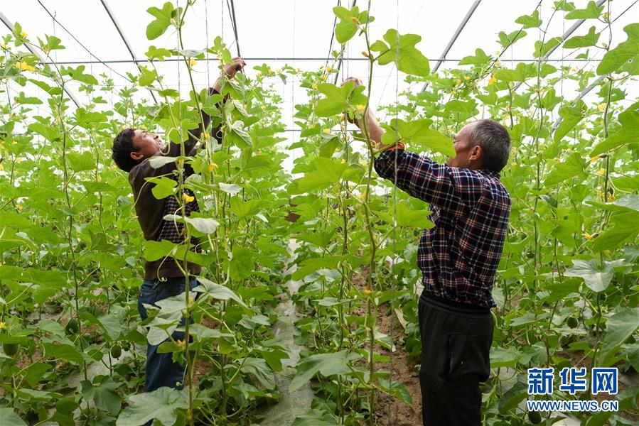 （決戰決勝脫貧攻堅·圖文互動）（11）決戰昆侖——新疆聚焦10個未摘帽縣展開深度貧困攻堅戰 