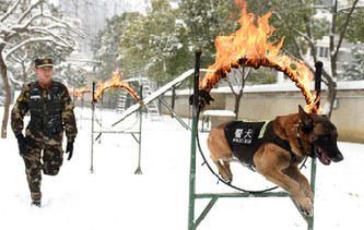 汪星人也有冬訓 神犬奇兵雪地突擊